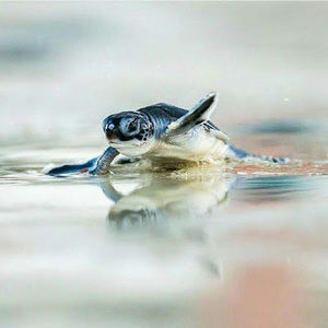 Meet your Posher, Zarqa